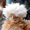 chicken-picken avatar