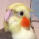 chicken-snack avatar