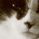 chicken-tamer avatar