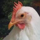chicken626 avatar