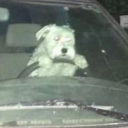 chickened-out-noodle avatar