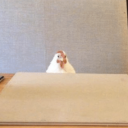chickengal avatar