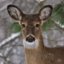 chickenmcnigglets-blog avatar