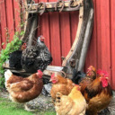 chickenmushroomsoup avatar