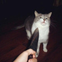 chickennuggetstore avatar