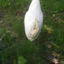 chickens-offical avatar