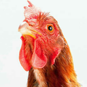 chickensownus avatar