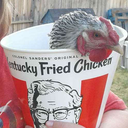 chickentamer avatar