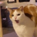 chickenuggett avatar