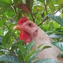 chickenwattles avatar