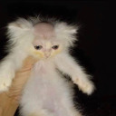 chickenwristy avatar