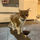 chickncasserol avatar