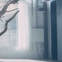 chief-nut-collector avatar