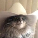 chiefcatherder avatar