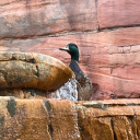 chiefgoopzinepalace avatar