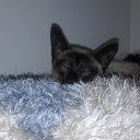 chiefpoetryprince avatar