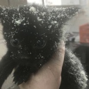 chihiro-mcdonaldz avatar