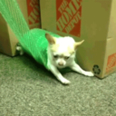 chihuahuacrossing avatar
