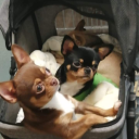 chihuahuadogfamily avatar