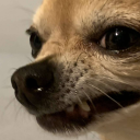 chihuahuagirlfriend avatar