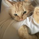 chilaquilesheel avatar