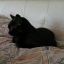 child-of-honor avatar