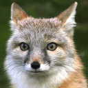 child-of-the-cataclysm avatar