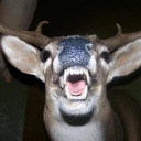 child-of-wrath avatar