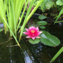 childoffandom avatar