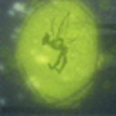 children-ofthewildones avatar