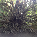 childrenoftherooftiles avatar