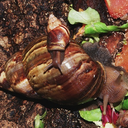 childrensmedicine avatar