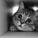 chileanimalista-blog-blog avatar