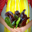 chilerosa-blog avatar