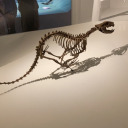 chilipeppercrocs avatar