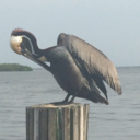 chill-n-awkward avatar