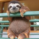 chillass-sloth avatar