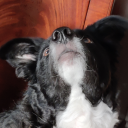 chillinginthevoid avatar