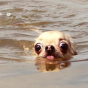 chilllaxitives avatar