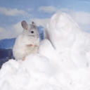 chillychinchin avatar