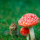 chimamaniikiyou avatar