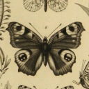 chimchim199517 avatar