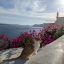 chimericalthoughts11 avatar