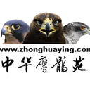 chinafalconry avatar