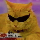 chinnylicious1 avatar