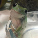 chipcookiellama avatar