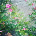 chipmunkfanno1love avatar