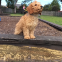 chips-and-dip-me-bruh avatar