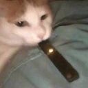 chipsandcrapples avatar