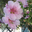 chipsshippers avatar